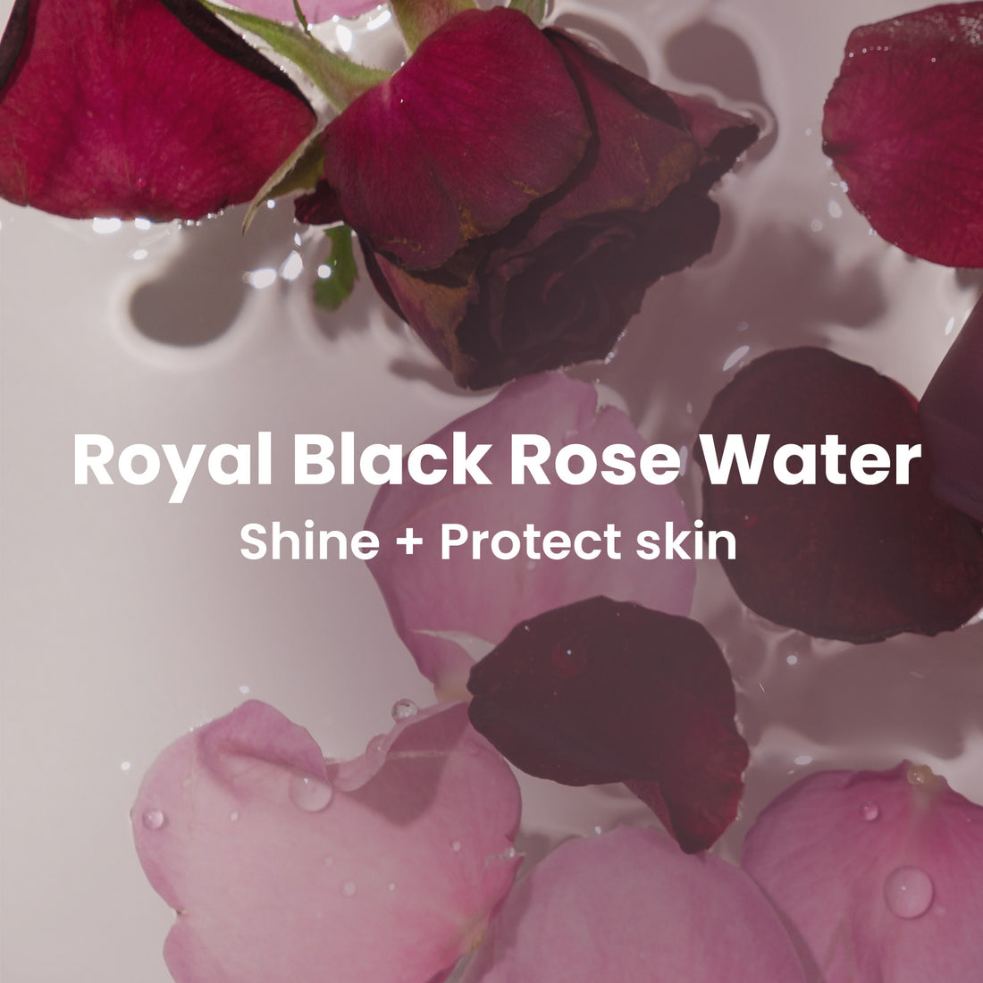 [NEW] Black Rose Hydra Plumping Sorbet Cream 50ml